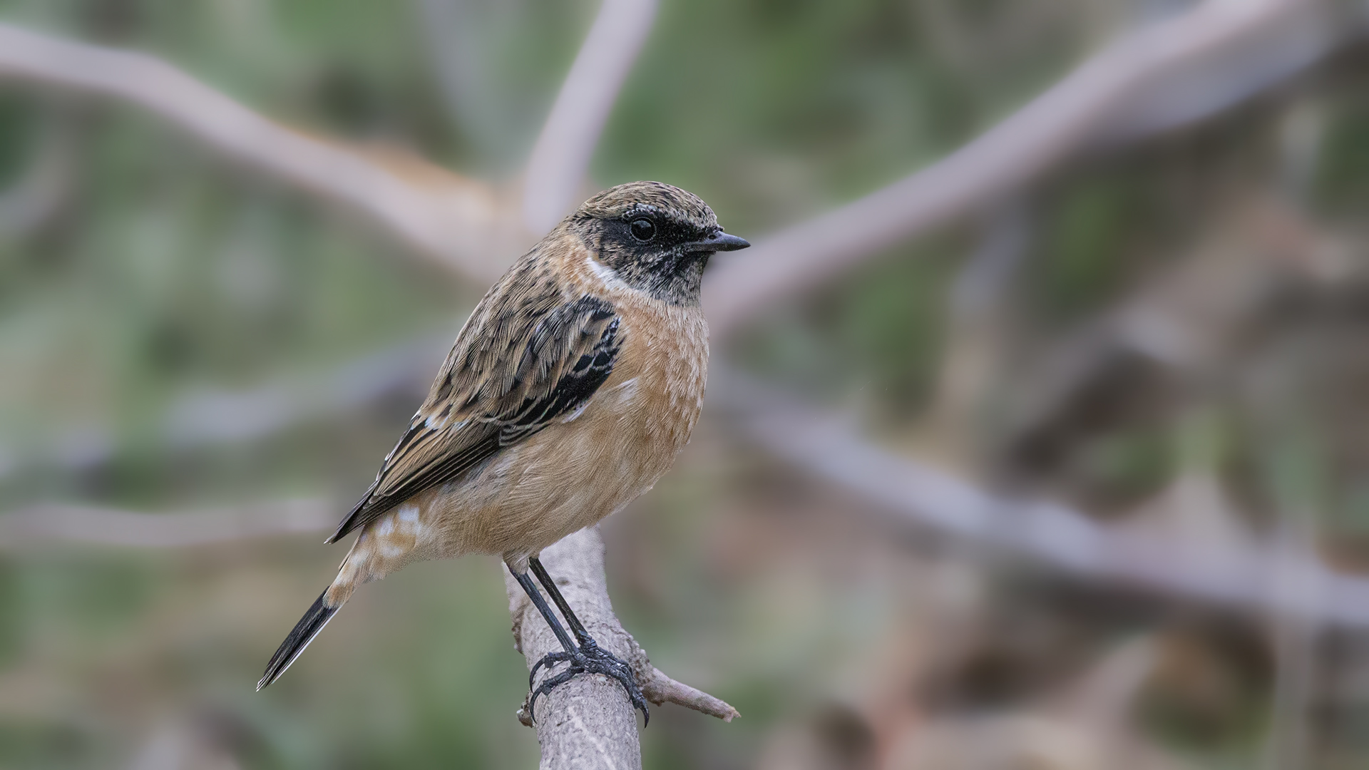 European Stonechat